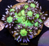 northcountrycorals