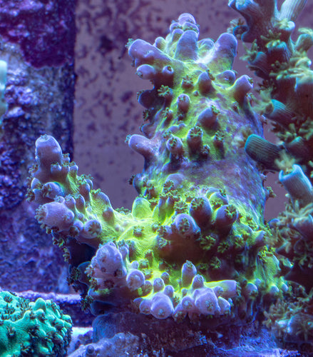 Products – Tagged SPS– northcountrycorals