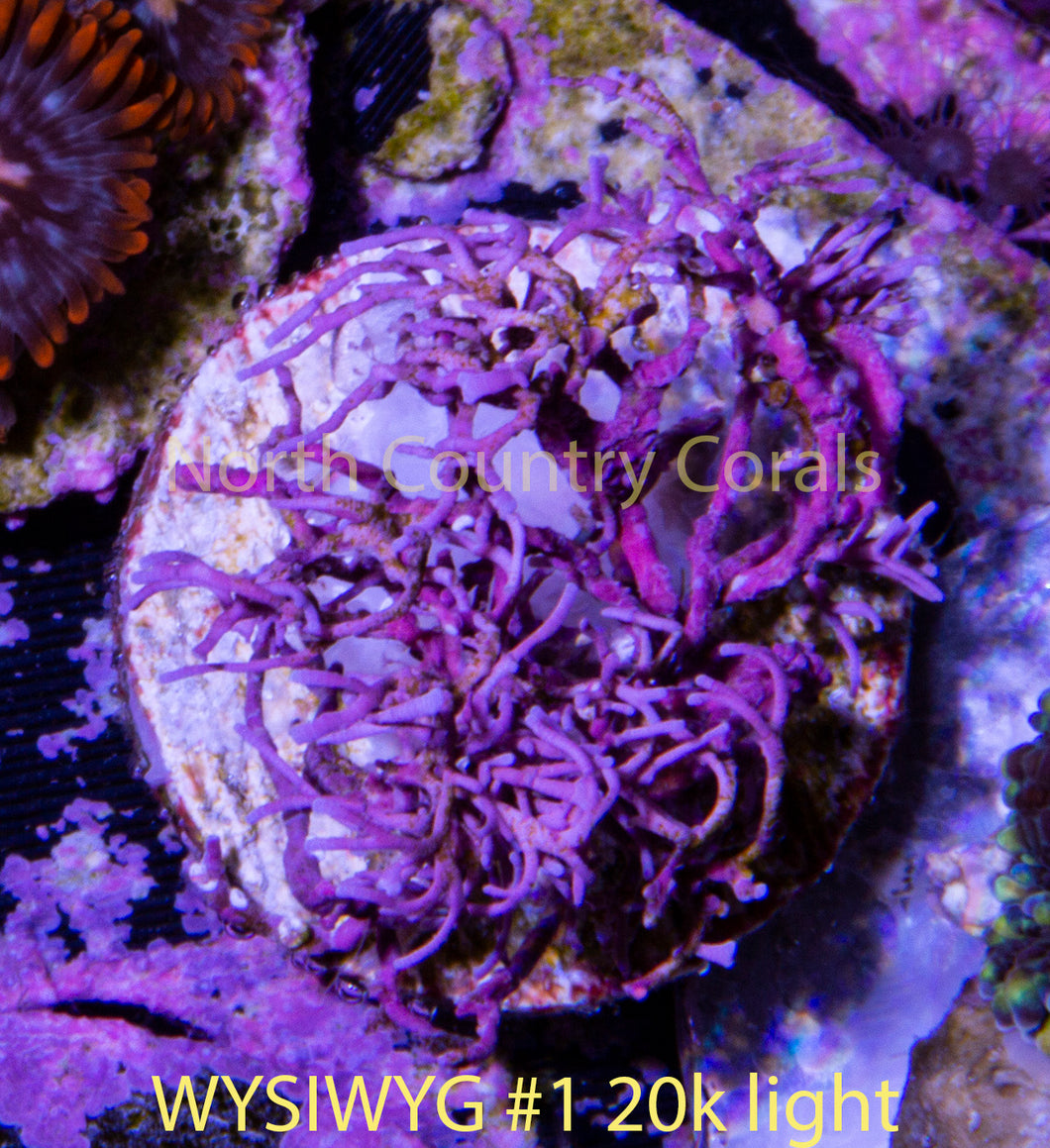 Branching Coralline Algae