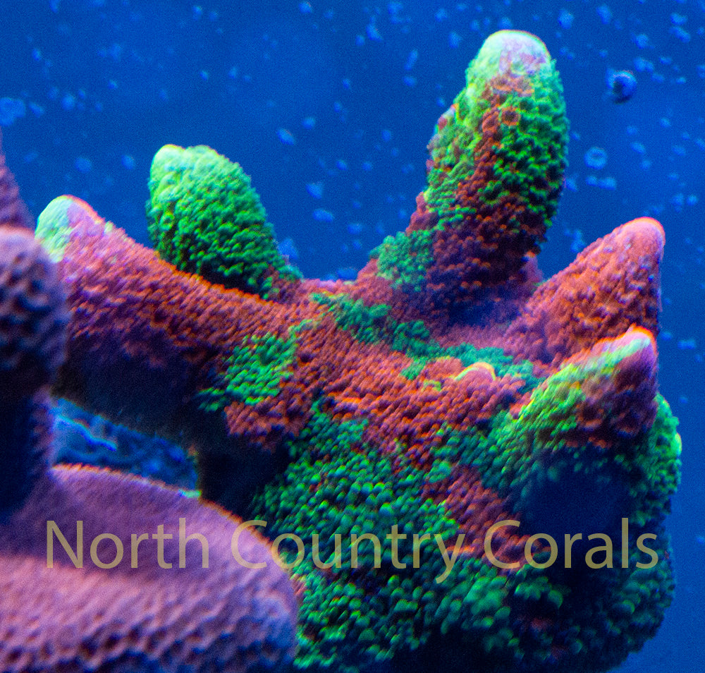 Montipora digitata Grafted ECC Slime Time