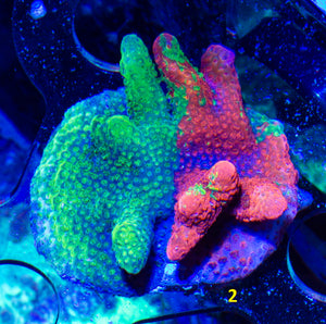 Montipora digitata Grafted ECC Slime Time