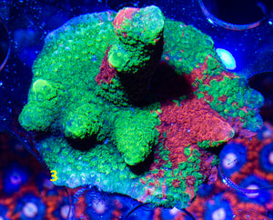 Montipora digitata Grafted ECC Slime Time