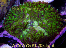 Load image into Gallery viewer, Mushroom Coral Neon Green Rhodactis
