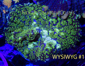 Mushroom Coral Neon Green Rhodactis